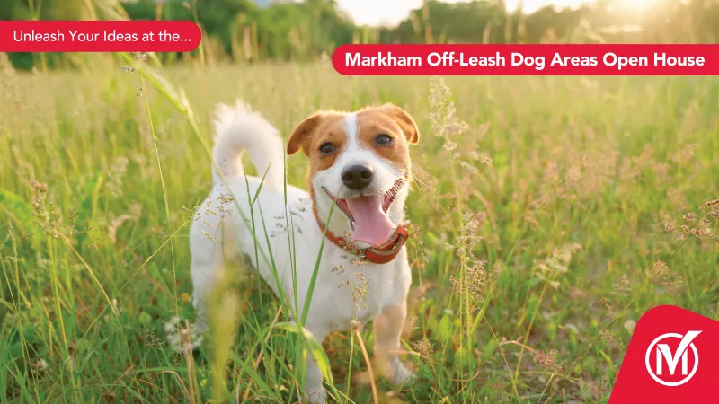 Off Leash Dog