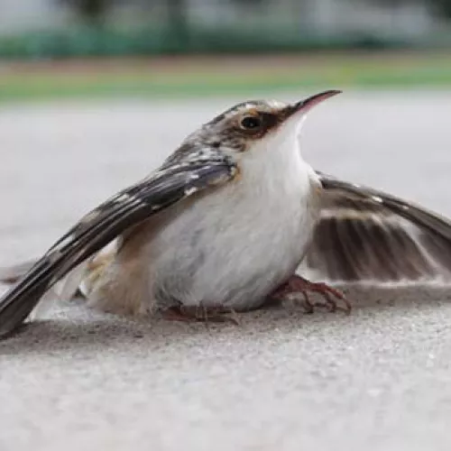 bird