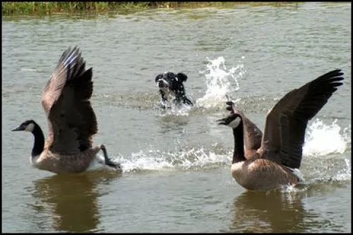 Geese Hazing