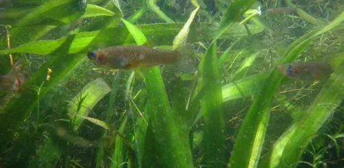 Picture of a fish