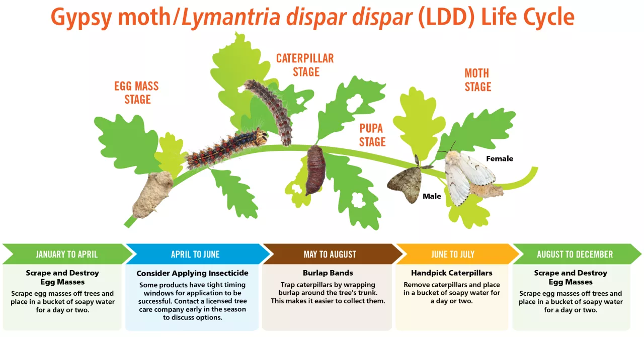 LDDmoth_Lifecycle_FB